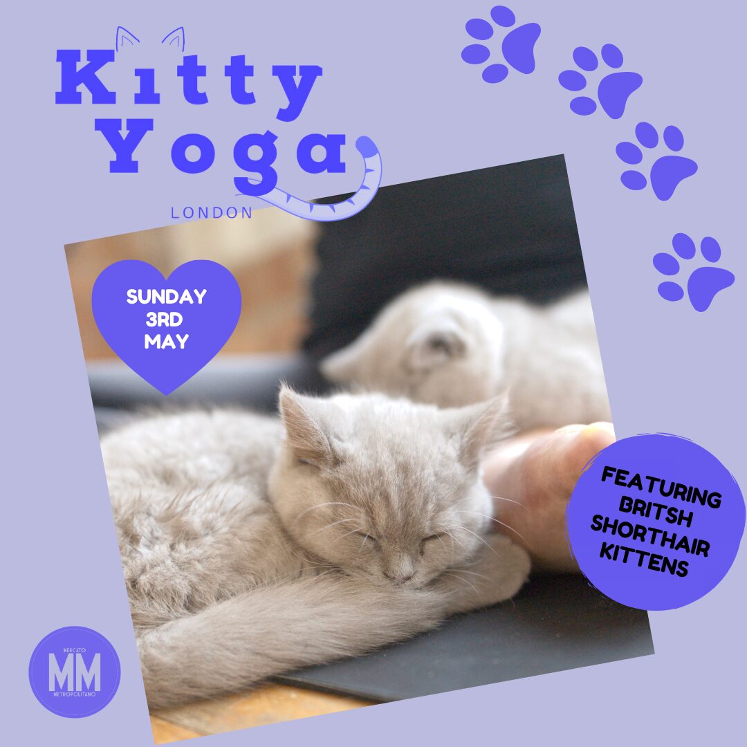 Kitty Yoga